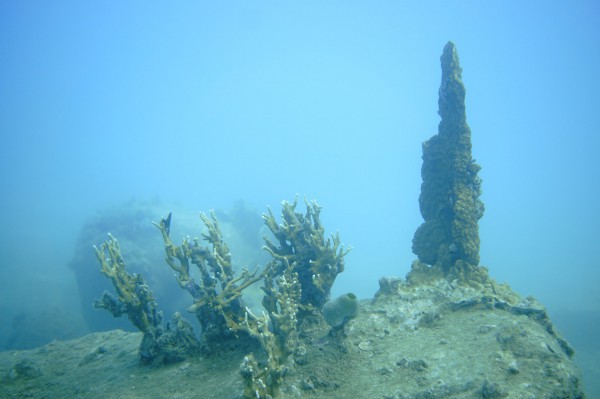 Vùng san hô lớn, quý hiếm bị xóa trắng ở Hòn Mun: BQL vịnh Nha Trang nói do thiên tai là chính