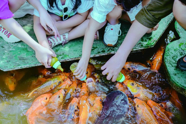 Yang Bay - Vẻ đẹp bình yên chốn đại ngàn