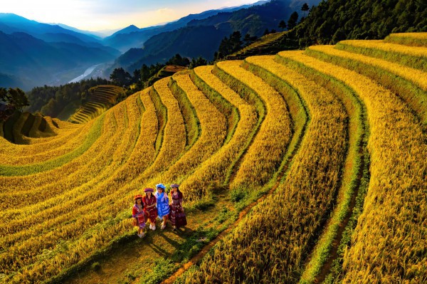 Đẹp nao lòng bức tranh mùa lúa chín ở Mù Cang Chải Đẹp nao lòng bức tranh mùa lúa chín ở Mù Cang Chải