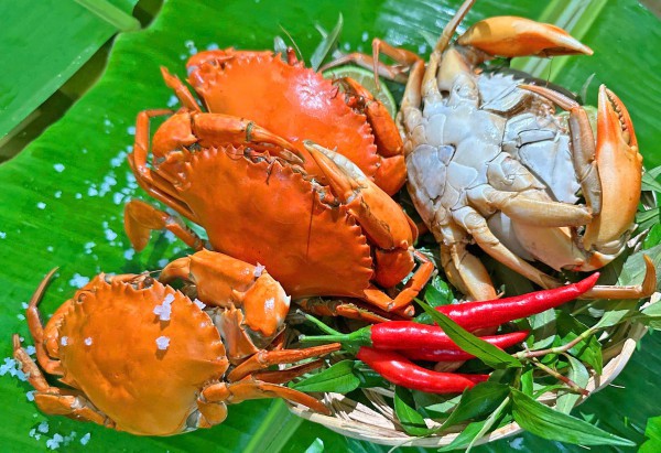 Cua yếm vuông Cà Mau: Đặc sản khiến dân sành ăn 