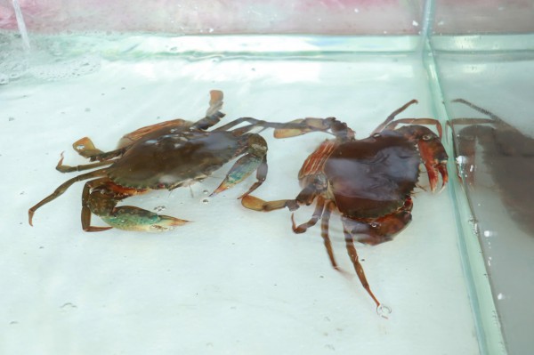 Hôm nay ngày đầu lễ hội ẩm thực cua Cà Mau ở TP.HCM: Thực khách hào hứng