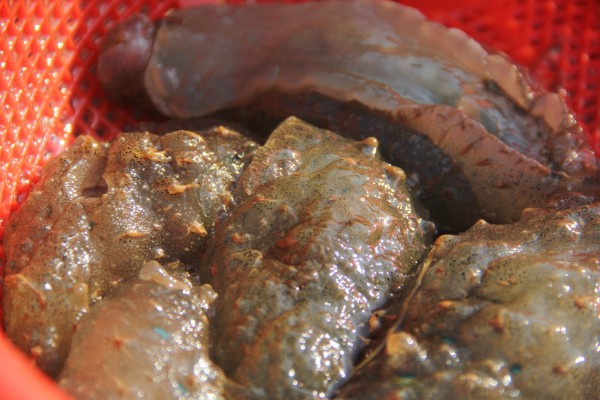 Kỳ lạ loài Kỳ lạ loài
