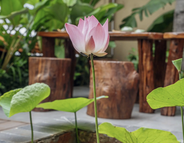 Lễ hội ẩm thực chay ở TP.HCM bắt đầu ngày mai 31.10: 200 món chay từ sen Lễ hội ẩm thực chay ở TP.HCM bắt đầu ngày mai 31.10: 200 món chay từ sen