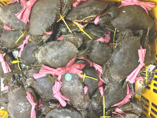 Mắm cua gạch Cà Mau: Hương vị dân dã đang dần thất truyền