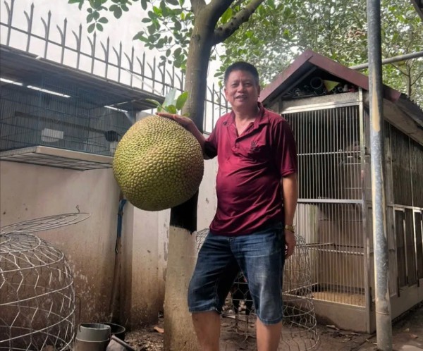 Những quả mít khổng lồ từng 