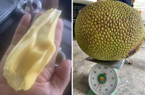 Những quả mít khổng lồ từng 