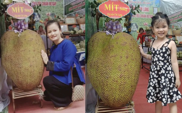 Những quả mít khổng lồ từng 