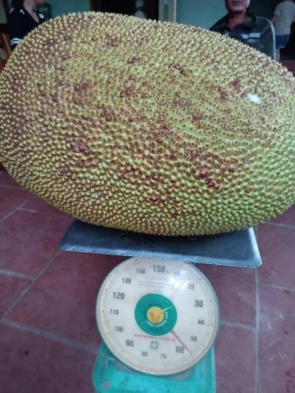 Những quả mít khổng lồ từng 