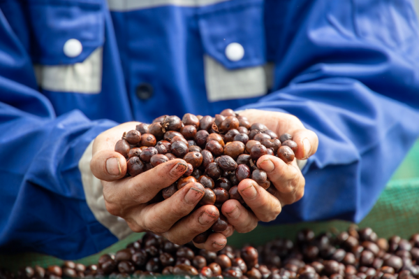 Sắp diễn ra lễ hội di sản cà phê toàn cầu lần đầu tiên tại Lâm Đồng