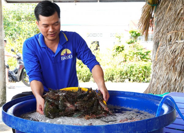 Tôm sú khô nguyên vỏ Cà Mau 