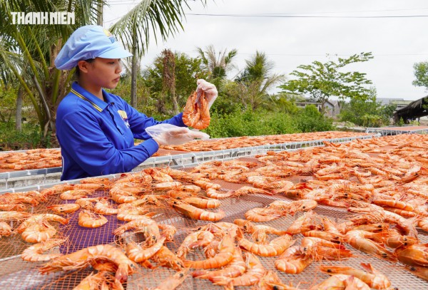Tôm sú khô nguyên vỏ Cà Mau 
