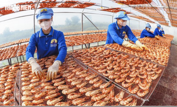 Tôm sú khô nguyên vỏ Cà Mau 