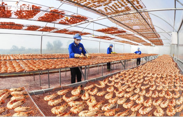 Tôm sú khô nguyên vỏ Cà Mau 