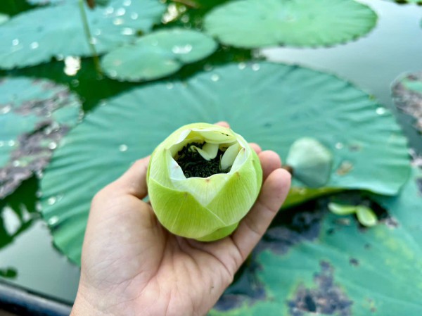 Vào đảo Bồng Lai thưởng trà, ăn món ngon từ sen Huế