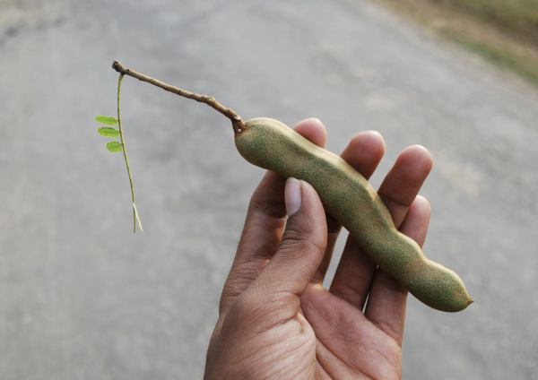 Độc lạ me ruột đỏ, dân mạng nhầm tưởng do AI tạo ra: Có khác me thường?