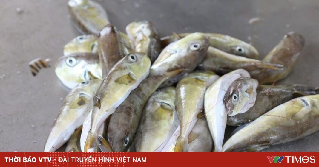 Bộ Y tế: Xử lý vụ ngộ độc cá nóc khiến 4 người nhập viện tại Cà Mau