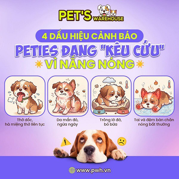 Doanh nghiệp tự giới thiệu: Chăm sóc chó cưng mùa nắng nóng: 2 sai lầm chủ nuôi dễ mắc phải