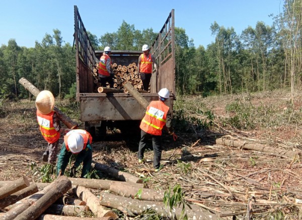 “Bài giải” nguyên liệu cho doanh nghiệp lâm nghiệp