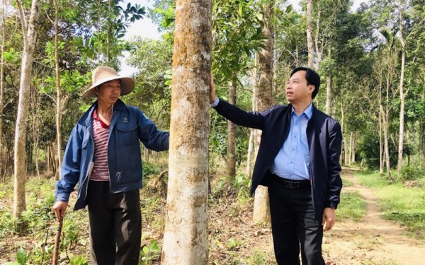 “Bài giải” nguyên liệu cho doanh nghiệp lâm nghiệp