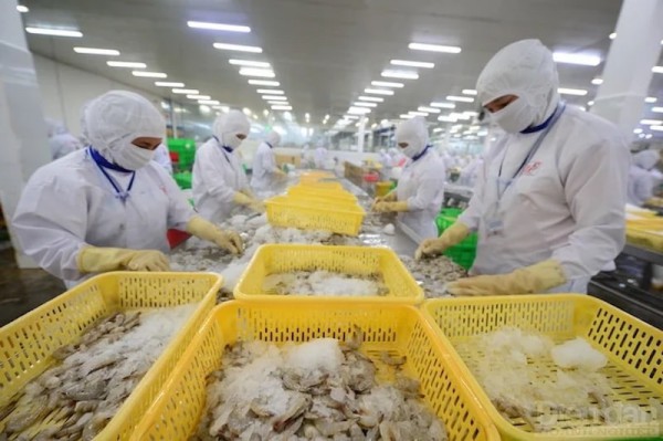 Chiến lược bài bản cho doanh nghiệp Việt xuất khẩu tôm vào EU