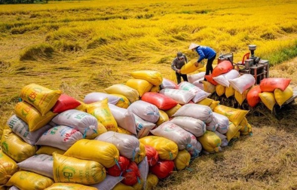 Chiến lược cho doanh nghiệp xuất khẩu gạo vượt khó