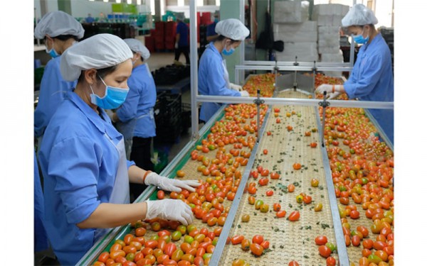 Chuẩn hoá chất lượng lấy lại đà tăng trưởng xuất khẩu rau quả