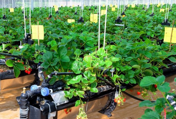 Chuyển đổi sang nông nghiệp tuần hoàn: Hành trình từ tiêu hao đến tái sinh