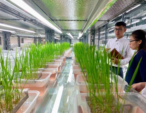 Công nghệ chỉnh sửa gen – động lực mới ngành nông nghiệp chờ thể chế Công nghệ chỉnh sửa gen – động lực mới ngành nông nghiệp chờ thể chế