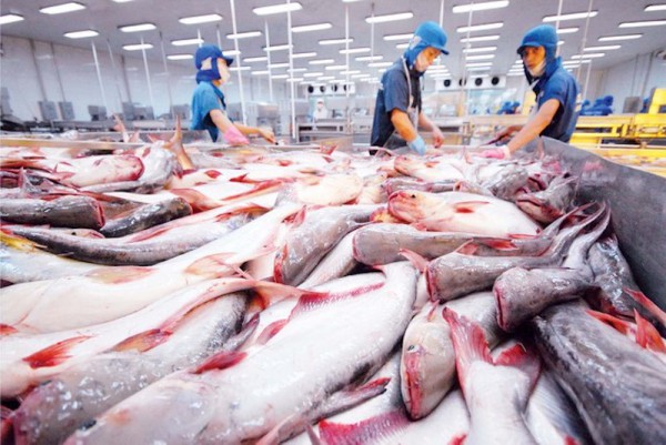 Doanh nghiệp cá tra "rộng cửa" xuất khẩu năm 2024