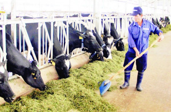 Doanh nghiệp chăn nuôi đẩy mạnh liên kết chuỗi giá trị