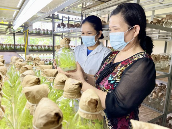 Doanh nghiệp nông nghiệp Quảng Ninh sẵn sàng vượt COVID Doanh nghiệp nông nghiệp Quảng Ninh sẵn sàng vượt COVID