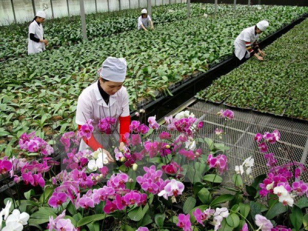 Doanh nghiệp nông nghiệp Quảng Ninh sẵn sàng vượt COVID Doanh nghiệp nông nghiệp Quảng Ninh sẵn sàng vượt COVID
