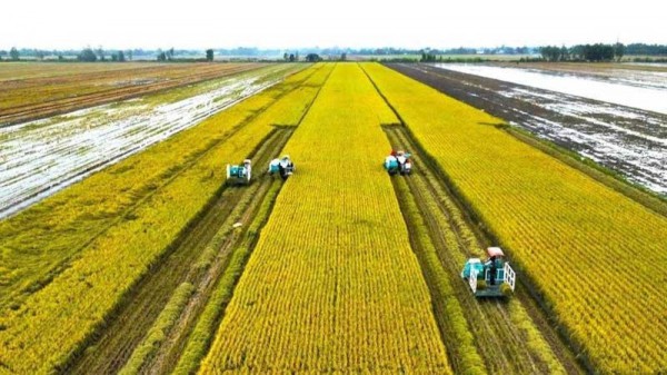 Gạo Việt xanh - “tấm hộ chiếu” cho doanh nghiệp xuất khẩu bền vững