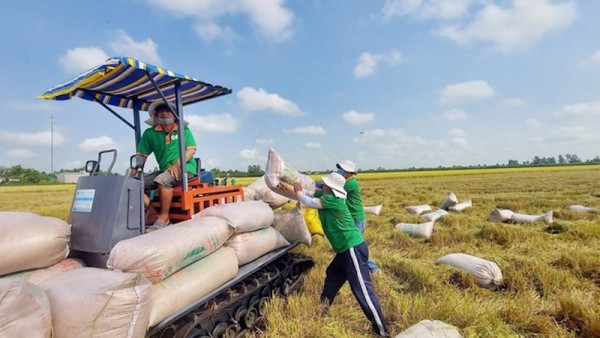 Giá gạo liên tục giảm, doanh nghiệp cần làm gì? Giá gạo liên tục giảm, doanh nghiệp cần làm gì?