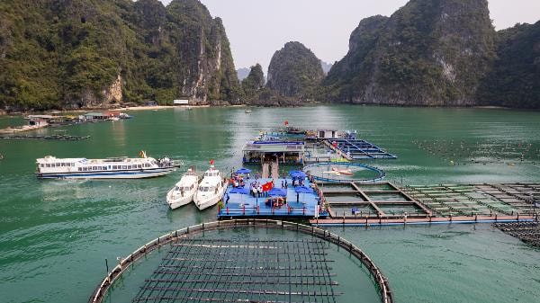 Hướng đi bền vững cho ngành nuôi biển Việt Nam