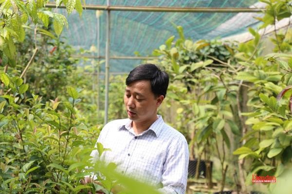 Khát vọng “đánh thức” thiên đường trà hoa vàng