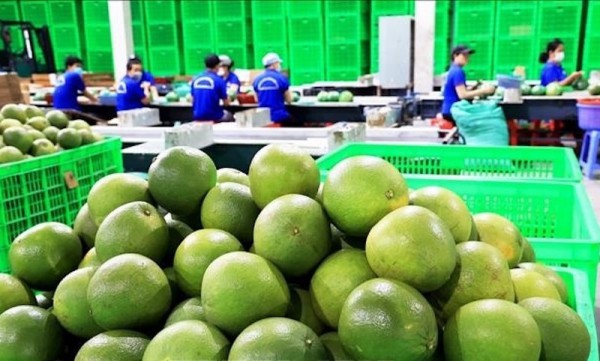 “Luồng xanh” xuất khẩu mở cơ hội mới cho doanh nghiệp trái cây Việt