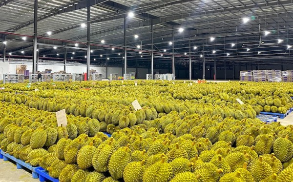 “Luồng xanh” xuất khẩu mở cơ hội mới cho doanh nghiệp trái cây Việt