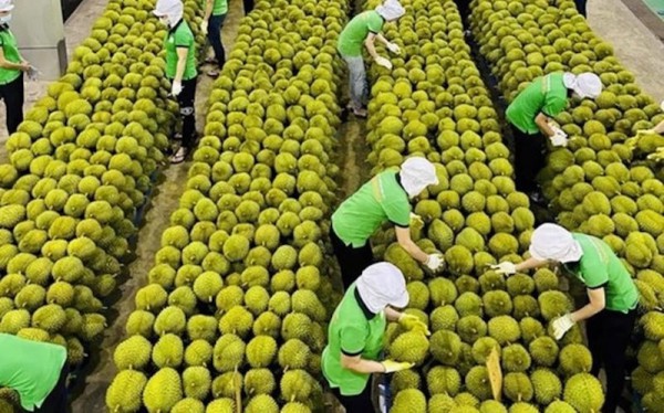 Mỹ áp thuế 46% với Việt Nam: Xuất khẩu rau quả chủ động ứng phó