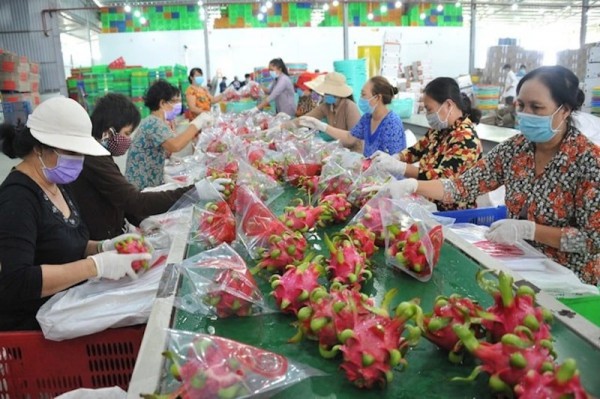 Mỹ áp thuế 46% với Việt Nam: Xuất khẩu rau quả chủ động ứng phó
