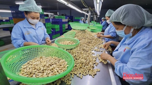 Ngành điều chủ động thích ứng trước biến động logistics do xung đột Trung Đông