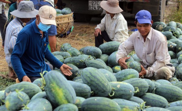 Nghị định thư về kiểm dịch "mở đường" xuất khẩu chính ngạch dưa hấu sang Trung Quốc