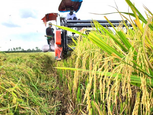 Sản xuất lúa gạo bền vững theo chuỗi giá trị