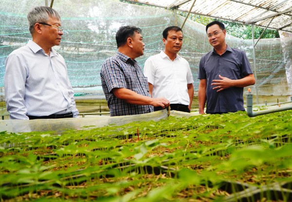 THACO bắt tay Đà Nẵng phát triển vùng sâm Ngọc Linh 8.000 ha