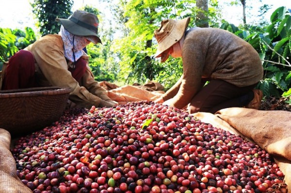 Trồng trọt khẳng định vai trò chủ lực ngành nông nghiệp