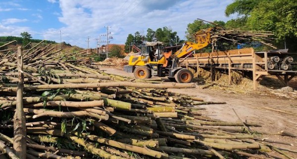 Vướng mắc hoàn thuế VAT: Bộ NN&PTNT khẳng định xác minh nguồn gốc gỗ chưa phù hợp Vướng mắc hoàn thuế VAT: Bộ NN&PTNT khẳng định xác minh nguồn gốc gỗ chưa phù hợp