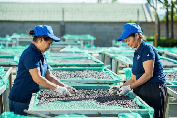 Xuất khẩu đạt đỉnh, doanh nghiệp cà phê chưa vội mừng