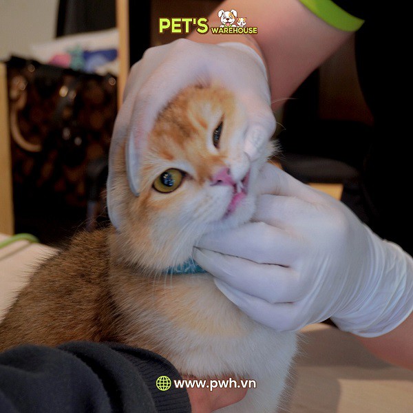 DOANH NGHIỆP TỰ GIỚI THIỆU: Pet’s Warehouse triển khai chuỗi ngày hội “Kiểm tra sức khỏe miễn phí cho thú cưng” tại TP.HCM