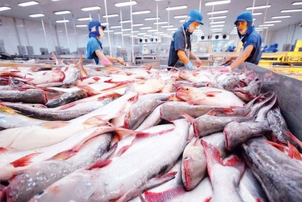 Đưa ngành thuỷ sản trở lại "quỹ đạo xanh”