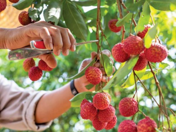 Bắc Giang: Thu lãi lớn từ xuất khẩu vải